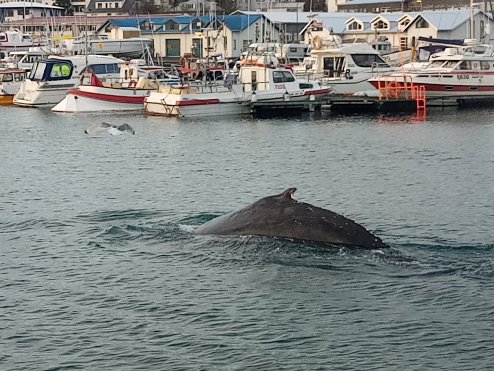 Hvalaganga í höfninni