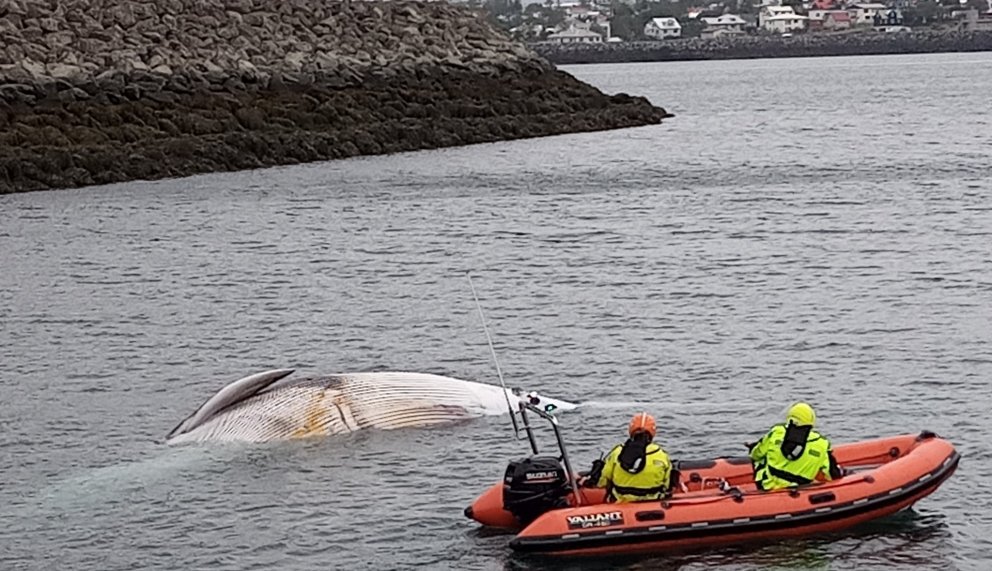 Langreyður á „perunni“