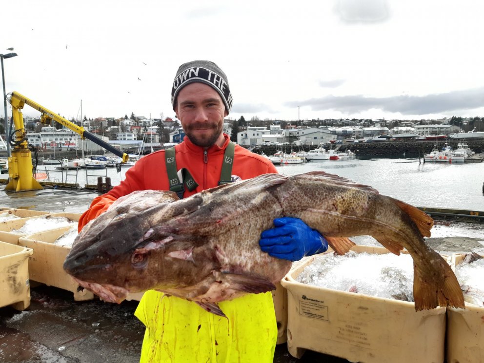 Þeir voru vænir þorskanir sem komu á land í morgun.
