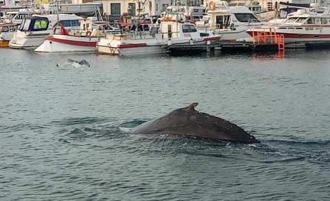 Hvalaganga í höfninni