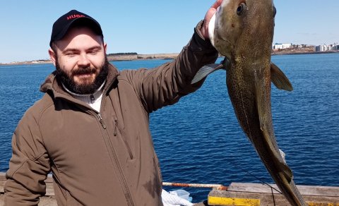 Rígaþorskur við hafnarbakkann